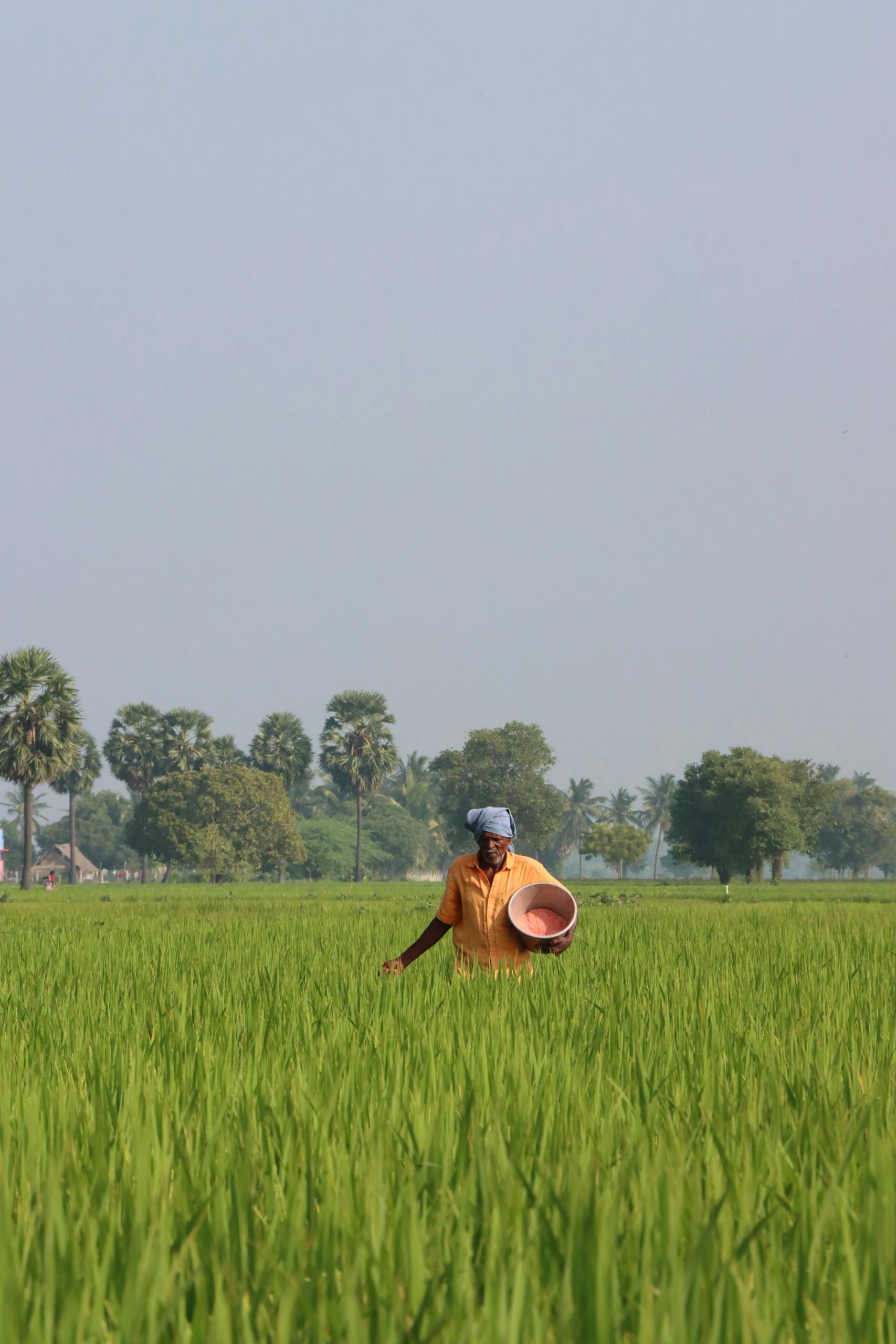 Elderly farmer tending a lush green rice field under a clear sky, showcasing rural life.